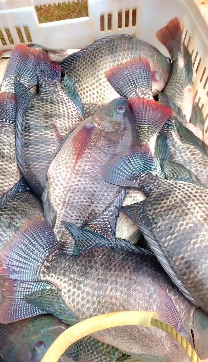 Nairobi's Freshest Fish Delivered Daily